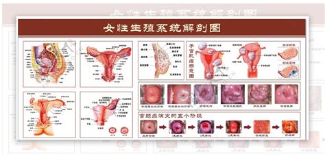 女人的生殖器|女性生殖系统解剖图（建议收藏）